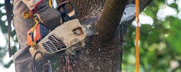 Best Commercial Tree Services  in Hico, TX