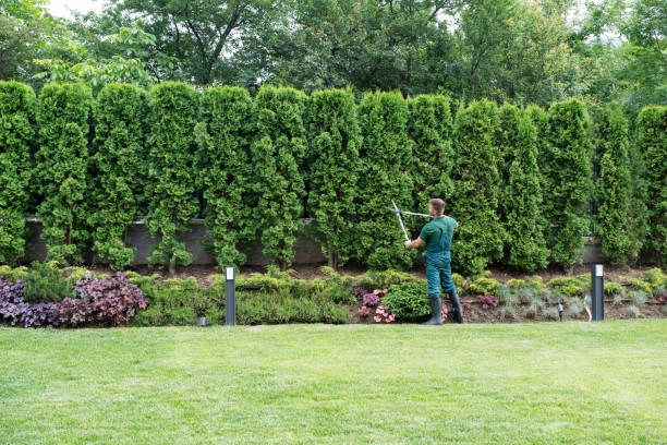 Best Tree and Shrub Care  in Hico, TX