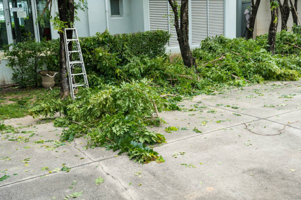 Trusted Hico, TX Tree Removal Experts