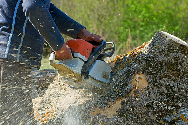 Best Emergency Tree Removal  in Hico, TX