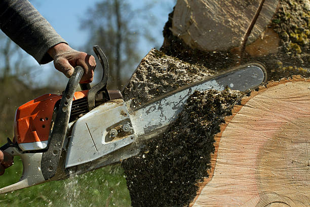 Best Fruit Tree Pruning  in Hico, TX